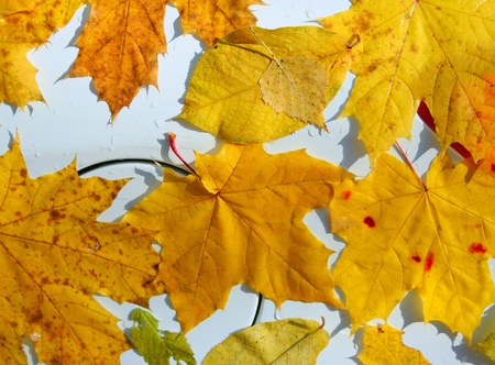 Texture of autumnal maple leafs