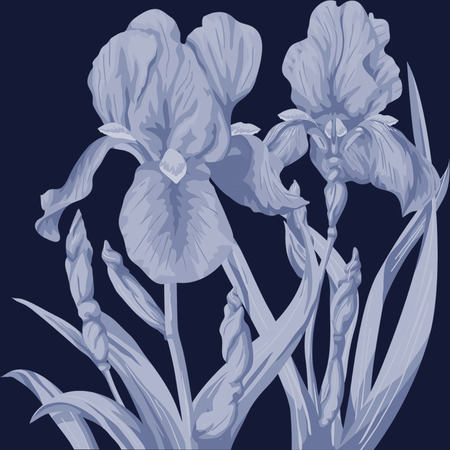 Iris on a dark blue backgroundの写真素材
