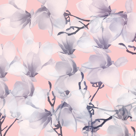 Orchids on a pink backgroundの写真素材