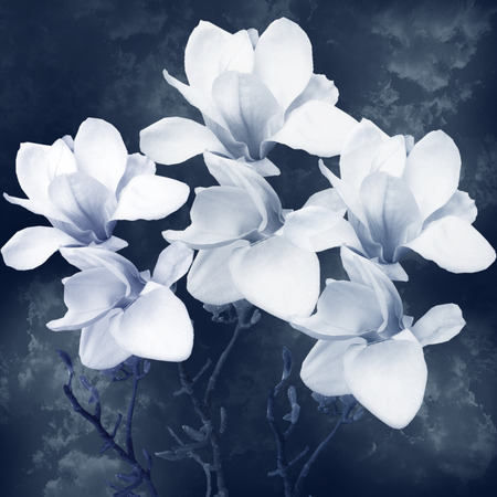 White flowers on a blue backgroundの写真素材