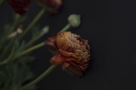 ranunculus