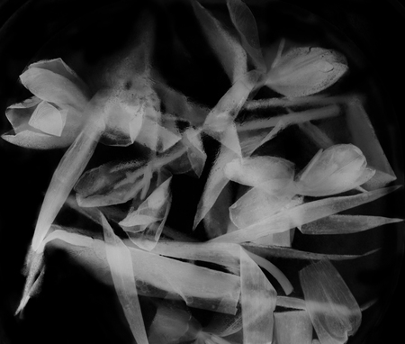 White tulipsの写真素材