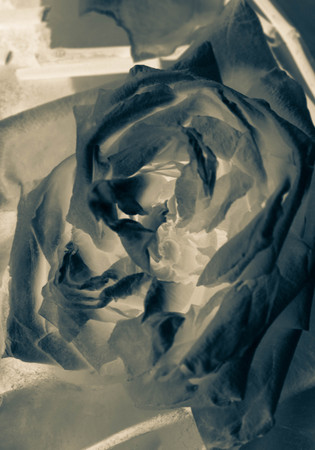 Vintage grunge rosesの写真素材