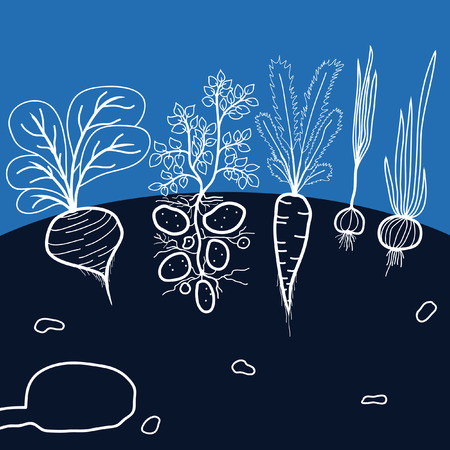 Illustration with Growing Vegetables - Potato, Carrot, Garlic, Beetroot, and Onion on the Black Backgroundのイラスト素材