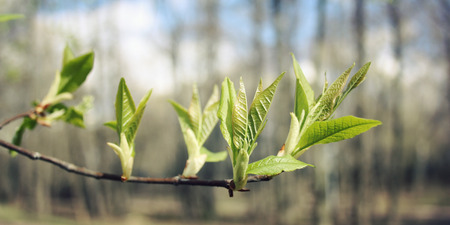 Buds and branches macro background - vintage effect. Leaves and buds at springtime, toned filter...