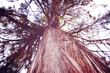 Huge tree near Tashiding Monastery, Sikkim, India.Vintage effect. Wide photo for web page slider.の写真素材