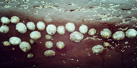 Tiny seashells attached to a rock, seen at low tide - retro effect photo. Small round shells stuck...