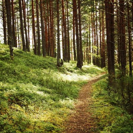 Pathway in the pine tree grove. Blueberry and cowberry shrubs. Sunny summer day. Aged photo. Walkway in the forest. Kenozersky National Park  , Arkhangelsk region, Russia.の写真素材
