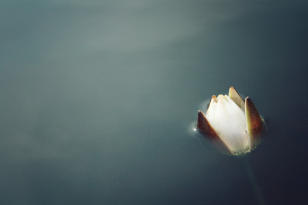 Water lily bloom in the lake. Nympaea Tetragona Georgi. Toned photo. White flower. Kenozersky National Park   Russia. IUCN, Red List.の写真素材