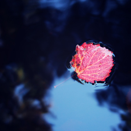Creek in the forest. Red aspen leaf floating on the water. Autumn photo. Toned effect. Close-up of lake surface with color autumn leaf. Valaam, Karelia, Russia.の写真素材