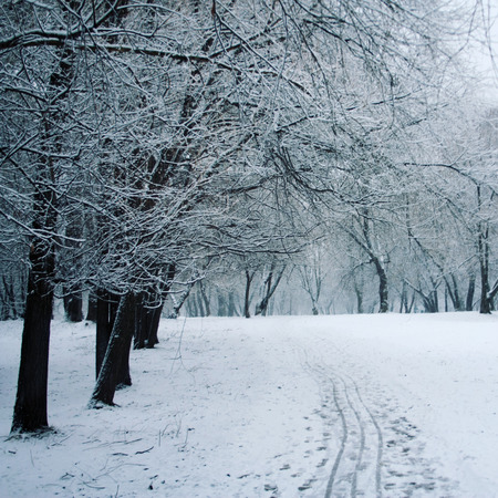 Fluffy snow. Pathway through a winter park. Snow covered trees in the grove. Winter scene. Aged photo.の写真素材