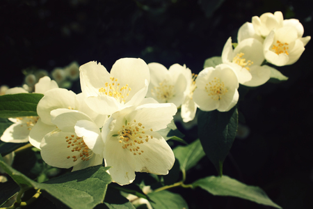 Jasmine-like flowers in bloom. Close up. Philadelphus. Aged photo. Flowers bloom in spring season.の写真素材