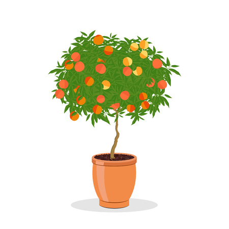 Peach tree growing in pot. Dwarf fruit tree in the terracotta flower pot. Growing peaches in a container. Isolated on white. Garden illustration.のイラスト素材