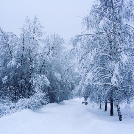 After heavy snowfall. A snowy day. Empty walkway in the park. Nobody around. Winter scene. Aged photo. Snow covered trees in the woods. Winter in Russia.の写真素材