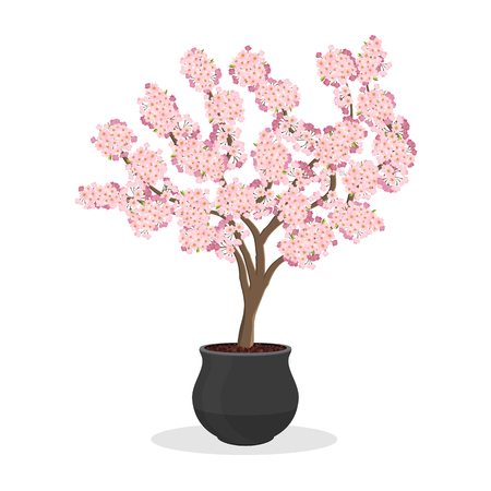 Growing cherries in a container. Small Cherry tree in bloom. Dwarf fruit tree growing in the flower pot. Japanese sakura blooming. Isolated on white. Garden illustration.のイラスト素材