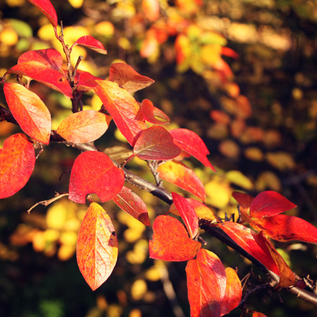 Colorful autumn leaves. Toned photo. Autumnal colored leaves of Amelanchier in sunshine. Fall foliage of shadbush. Copy space. Multicolored leaves of Serviceberry shrub in sunlight.の写真素材