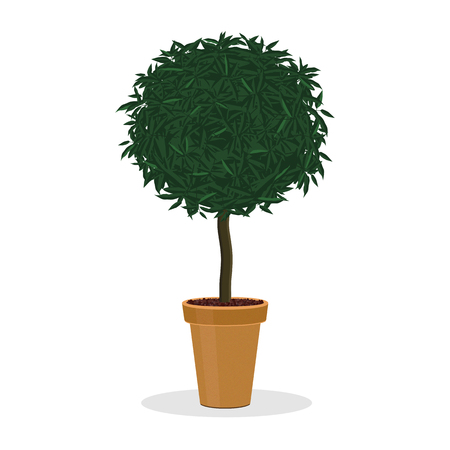 Plant trimmed into ball shape. Decorative tree growing in the flower pot. Small bush trimmed into round shape. Isolated on white. Garden illustration. Growing shrubs in a container.のイラスト素材