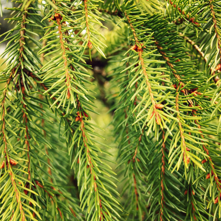 Green prickly branches of a fur-tree or pine-tree. Aged photo. Close up. Fir tree in the woods....