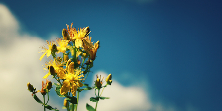 St. John'S Wort plants Bouquet on the blue sky background. Text frame. Frame with bunch of yellow...