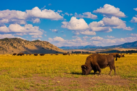 Bison show in Grand Teton National Parkの写真素材