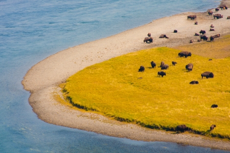Bison paradise in Yellowstone National Park,USAの写真素材