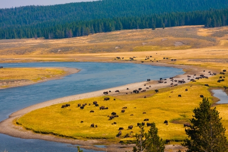 Bison paradise in Yellowstone National Park,USAの写真素材