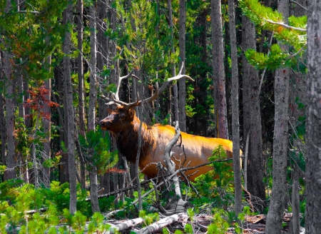 Elk in the Jungle in Yellowstone National Parkの写真素材