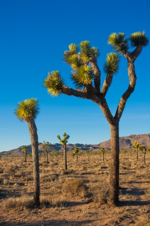 Joshua Tree in Joshua Tree National Park, California, USAの写真素材