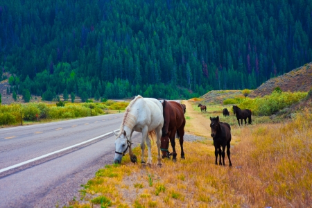 Horses enjoy the peace in Yellowstone National Park,USAの写真素材