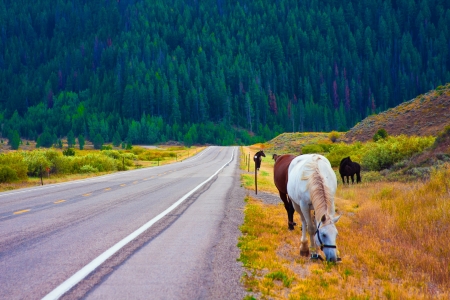 Horses enjoy the peace in Yellowstone National Park,USAの写真素材
