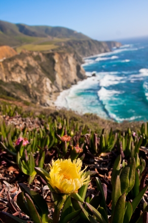 Wildflowers blooming along  the coastline in Big Sur,California の写真素材