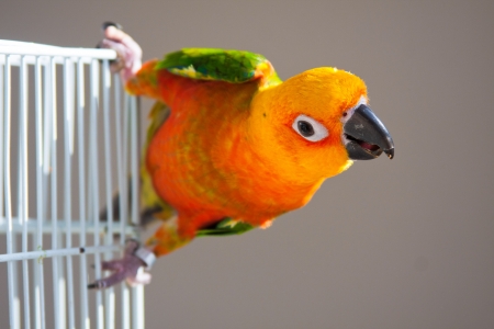 Cute Sun Conureの写真素材