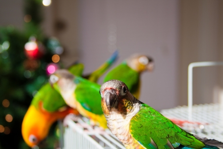 Sun Conure Parrot  and Green Cheek Parakeetの写真素材