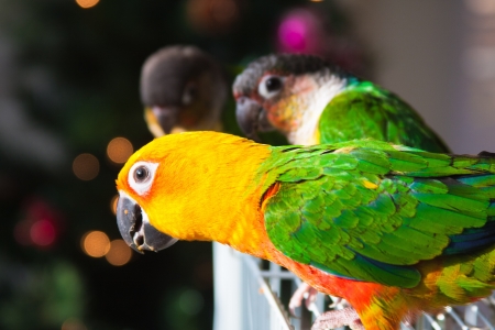 Sun Conure Parrot  and Green Cheek Parakeetの写真素材