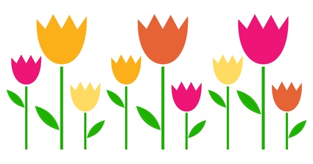 Fresh cute colorful Tulips isolated on white. のイラスト素材