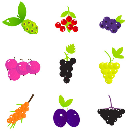Fresh Fruit and Berries collection  Vector illustrationのイラスト素材