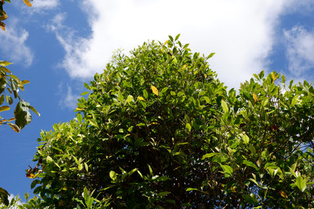 low angle view of green foliage in plantations witha blue skyの写真素材