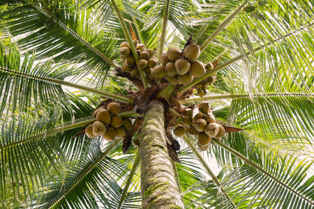 coconut tree with a wild leaves in tropical islandの写真素材