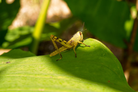 closeup of green grasshopper pests in plantations nature backgroundの写真素材