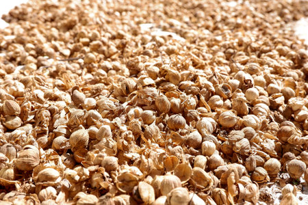 the cardamom crop of herbal plants which are being dried by farmersの写真素材