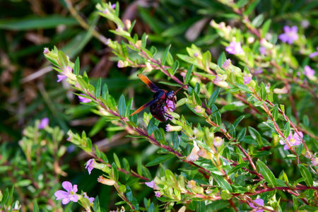 close up of oriental hornet sucking flower essence in the parkの写真素材