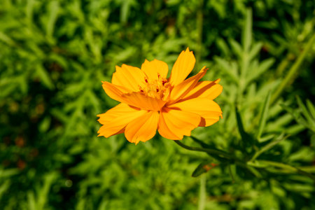 close up of a beautiful single yellow flower blossoms in the gardenの写真素材