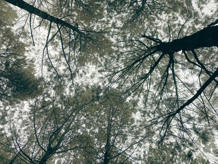 Beautiful Nature of Tropical Trees and Sky Background Seen From Belowの写真素材