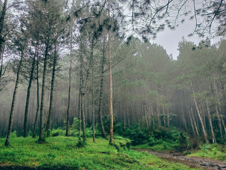 The Beautiful Natural Tropical Evergreen Forest Background Track with The Mistの写真素材