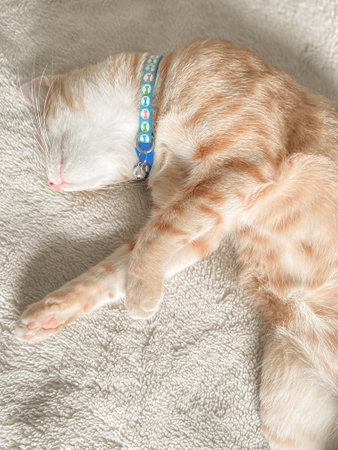A very beautiful cute ginger cat is lying down and sleeping on a white fluffy carpetの写真素材