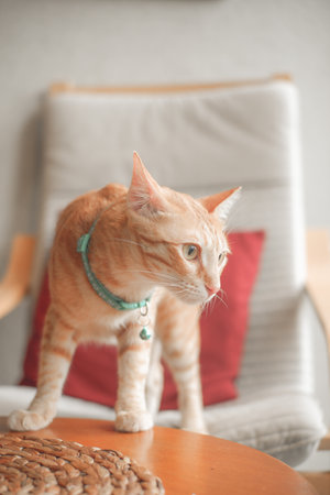 A cute and adorable orange ginger cat is climb the table looking to the side with a portrait backgroundの写真素材