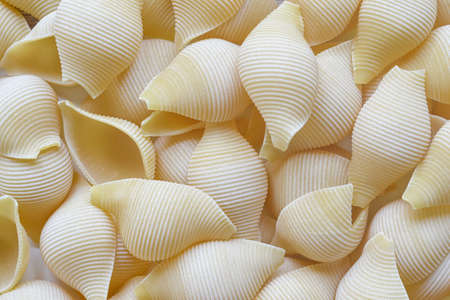 Conchigliette close up backgroundの写真素材