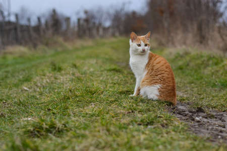 Orange and White Cat on Green Grassの写真素材