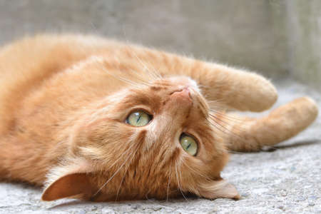 Yellow tabby cat lying on its back on the floor looking toward the cameraの写真素材