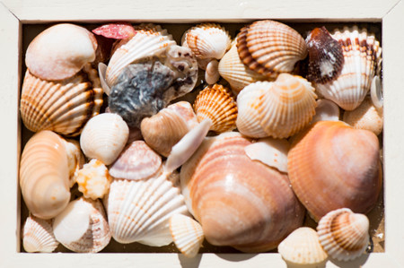 A shell of different shapes and colors in a wooden box.の写真素材